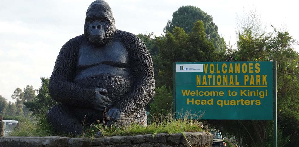 Luxury gorilla trekking guide in Volcanoes National Park Rwanda