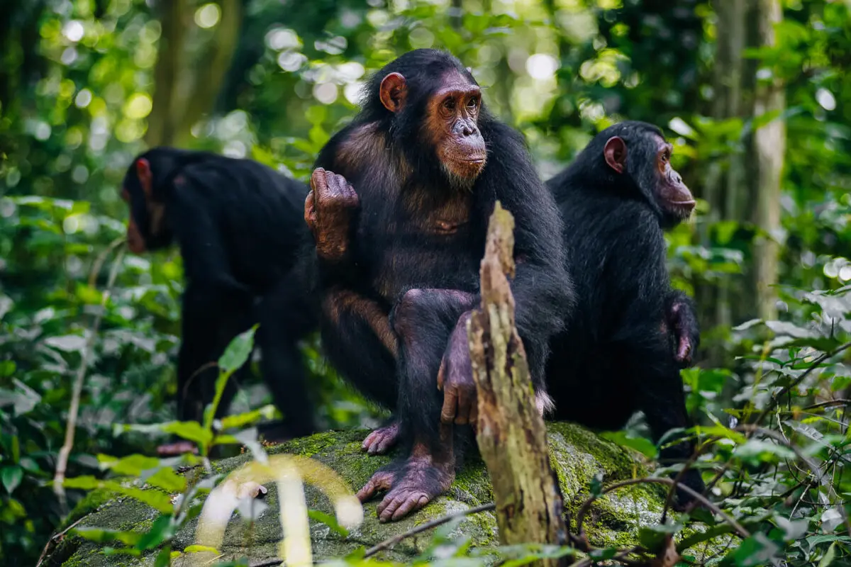 3 Days chimpanzee habituation experience in Uganda