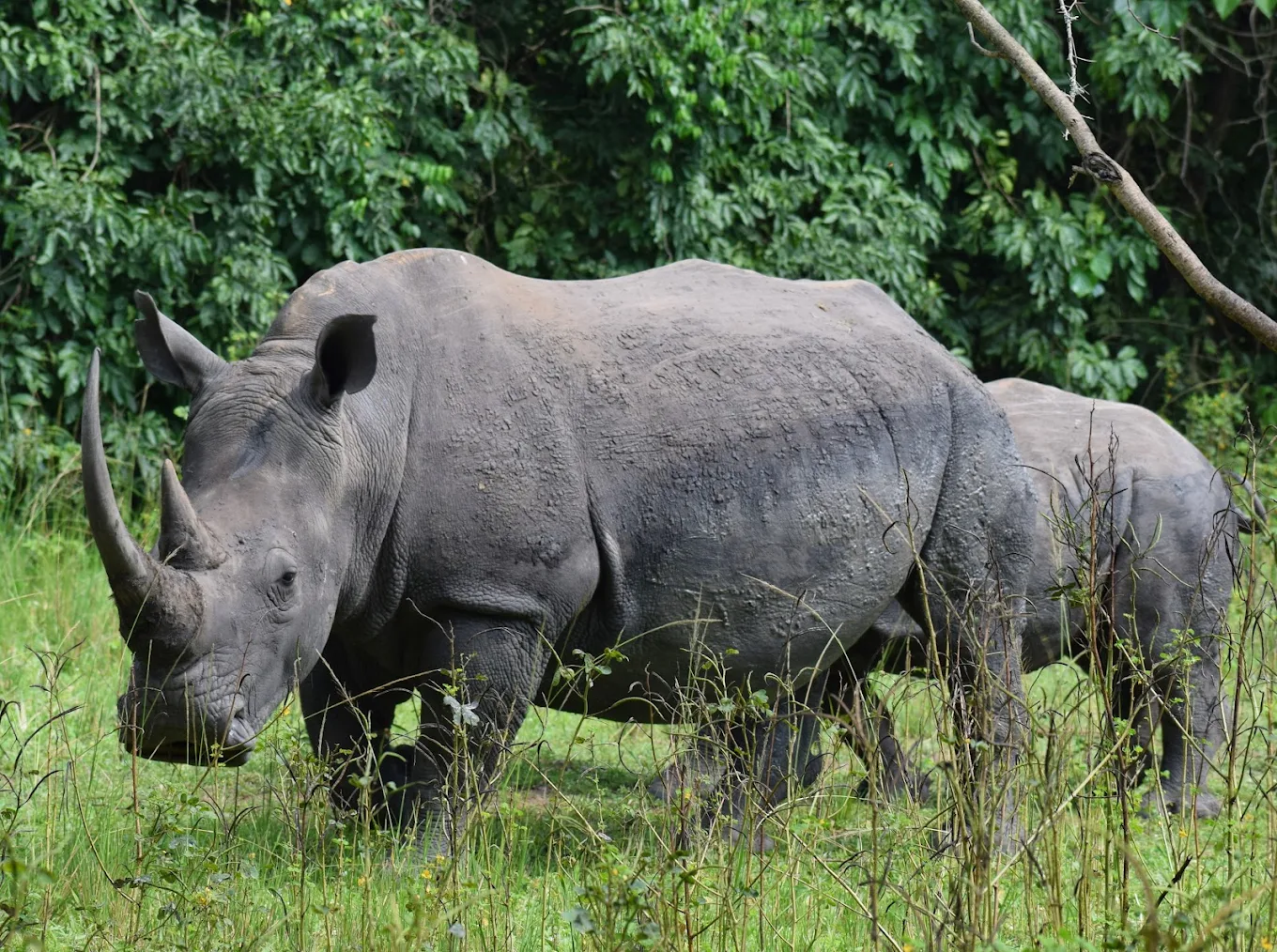 Frequently Asked Questions About Big Five Safaris in Uganda