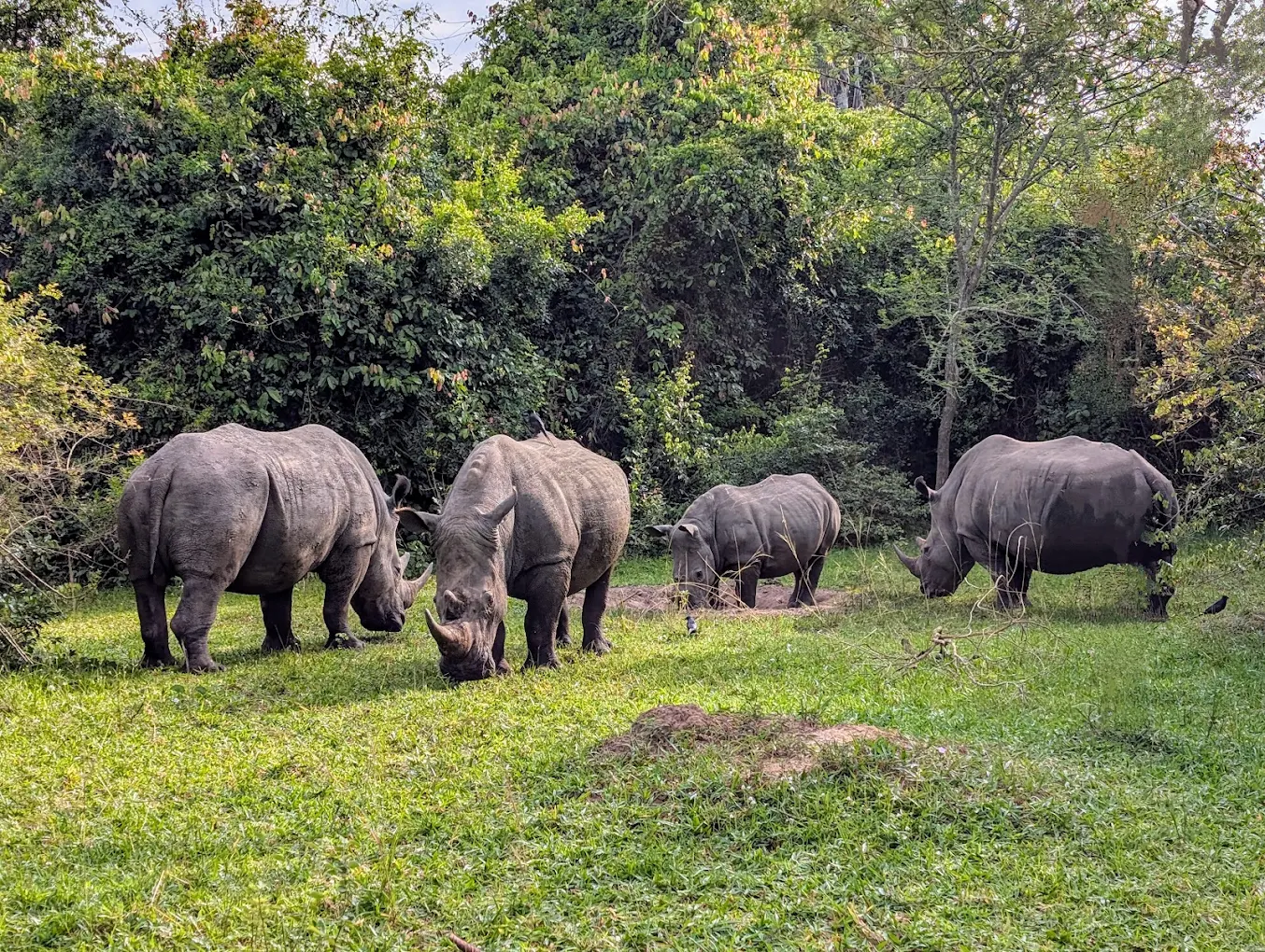 Rhino Walking Tracking – Completing the Big Five on Foot