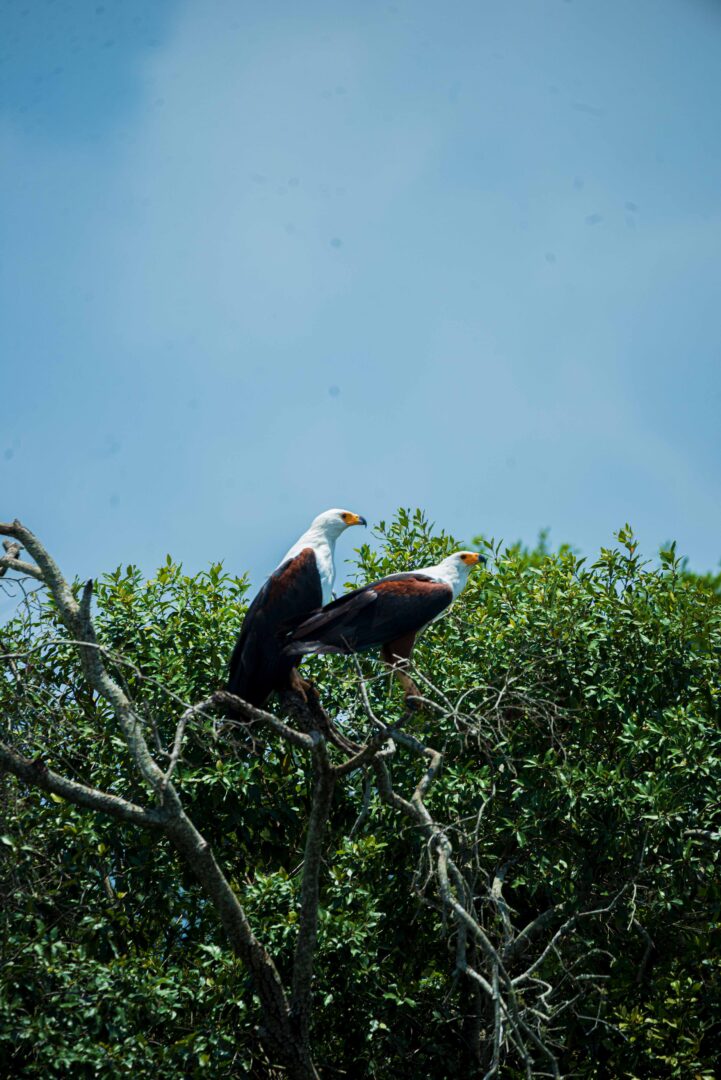 Albertine Rift region.
