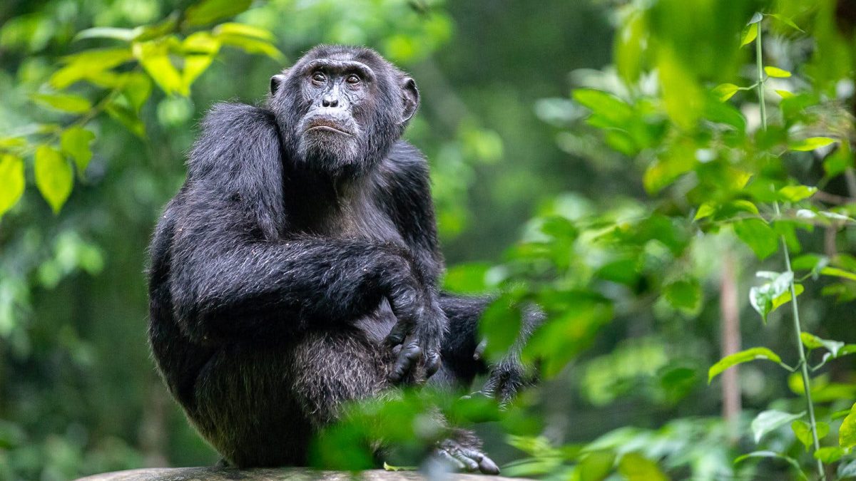9 Days Chimpanzee Habituation and Gorilla Habituation Safari