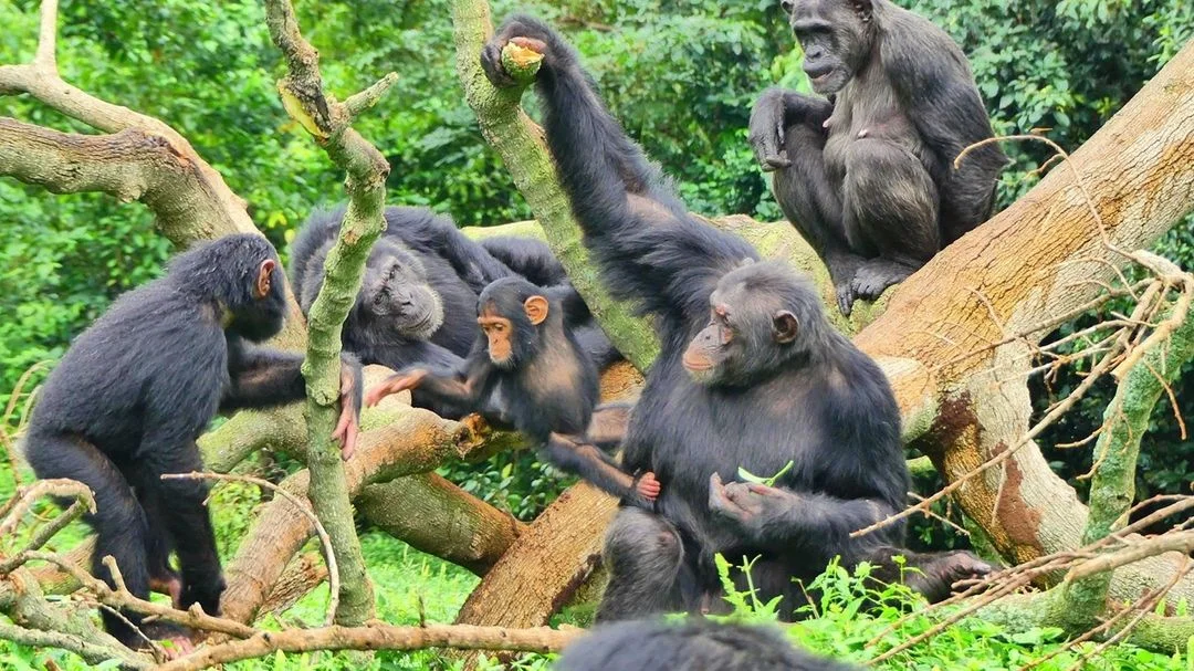 Chimpanzee habituation experience by Nextgen Safaris