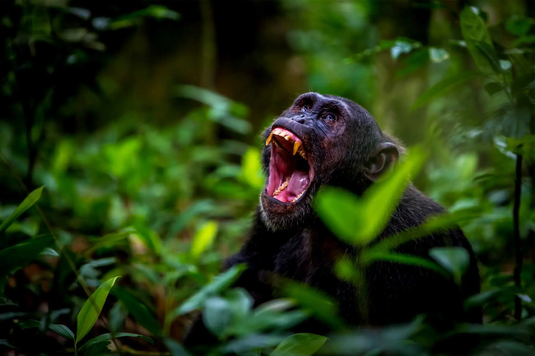 Chimpanzee habituation experience in Uganda