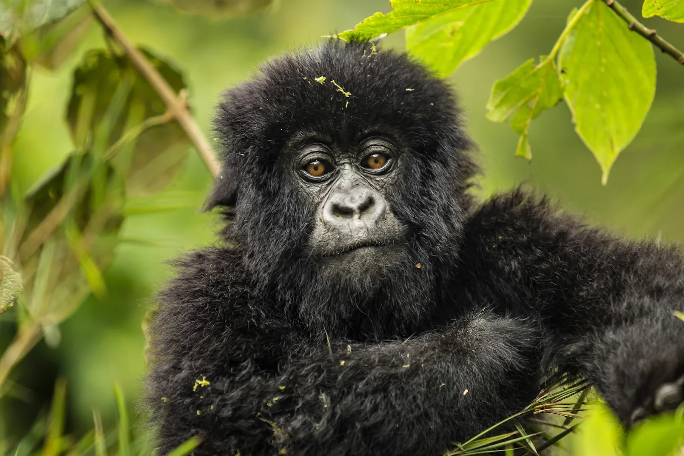 Five Volcanoes Boutique Hotel in Rwanda for gorilla trekking