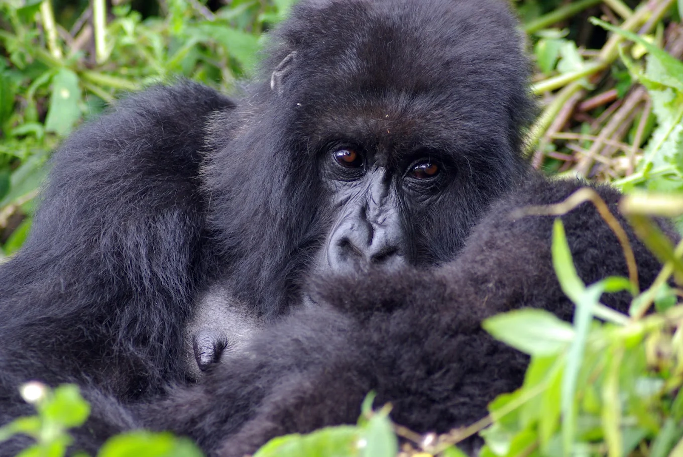 where visitors are assigned to a specific gorilla family and guided into the forest by experienced rangers and trackers.
