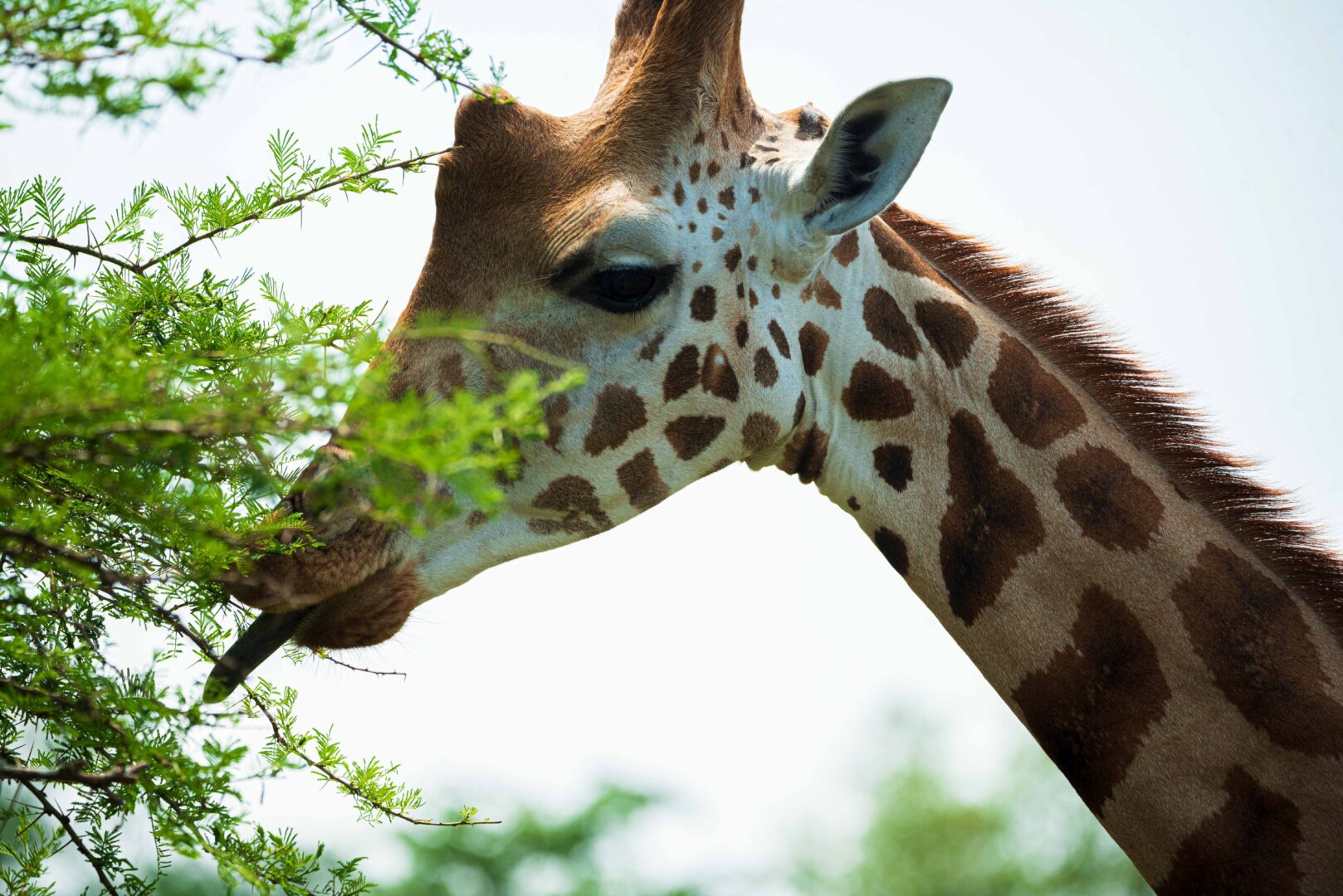 Best Time for Lake Mburo National Park Tours
