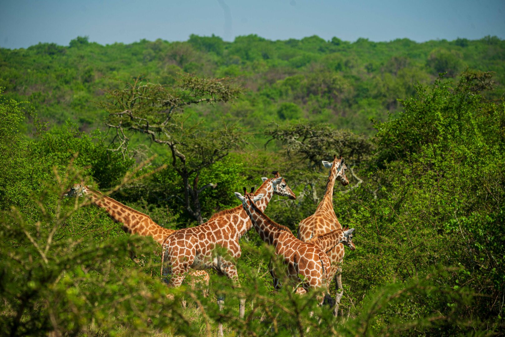 Giraffes in Lake Mburo National Park