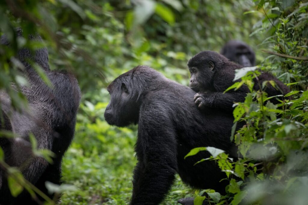 mountain gorillas, and several habituated gorilla families can be visited each day by small groups of tourists accompanied by trained rangers.