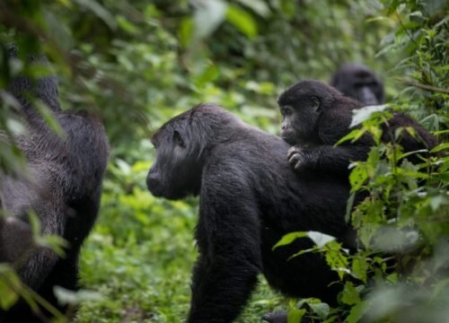 10 Days Best of Rwanda Safari