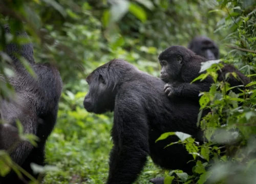 10 Days Best of Rwanda Safari