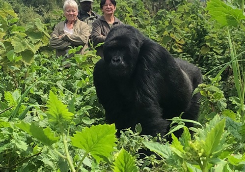 Gorilla trekking in Volcanoes National Park Rwanda