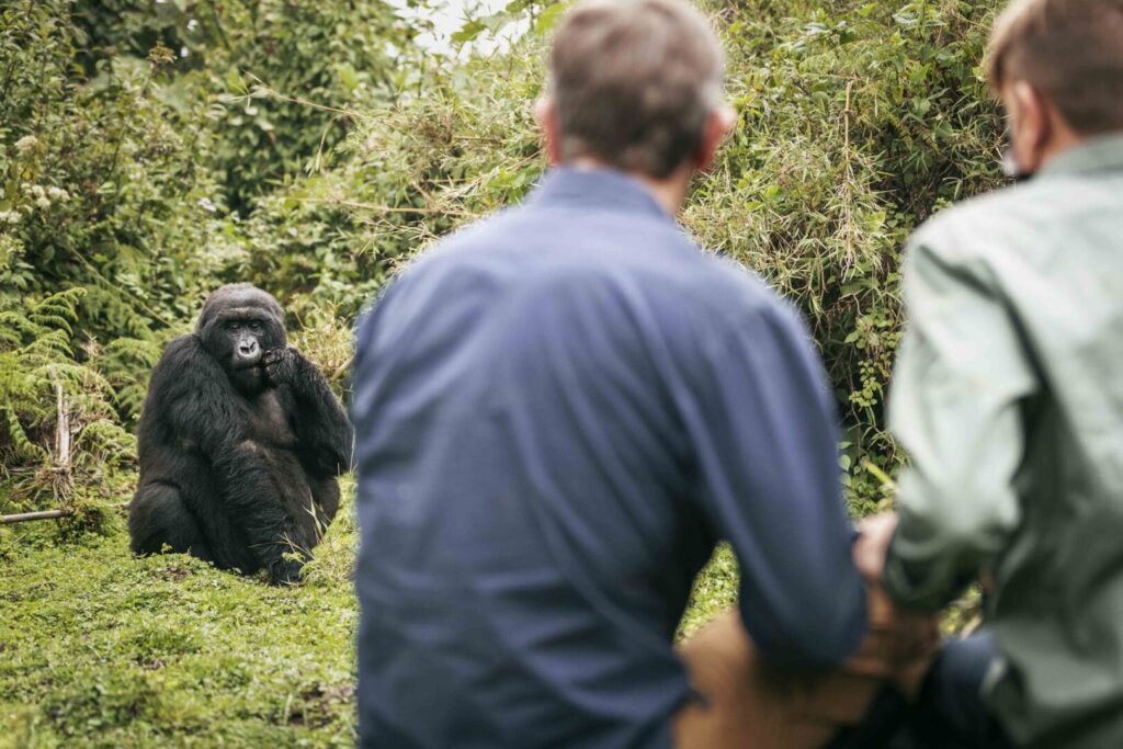 Gorilla Trekking Experience