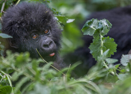 3 Days Fly-in Uganda Gorilla Trekking From Masai Mara