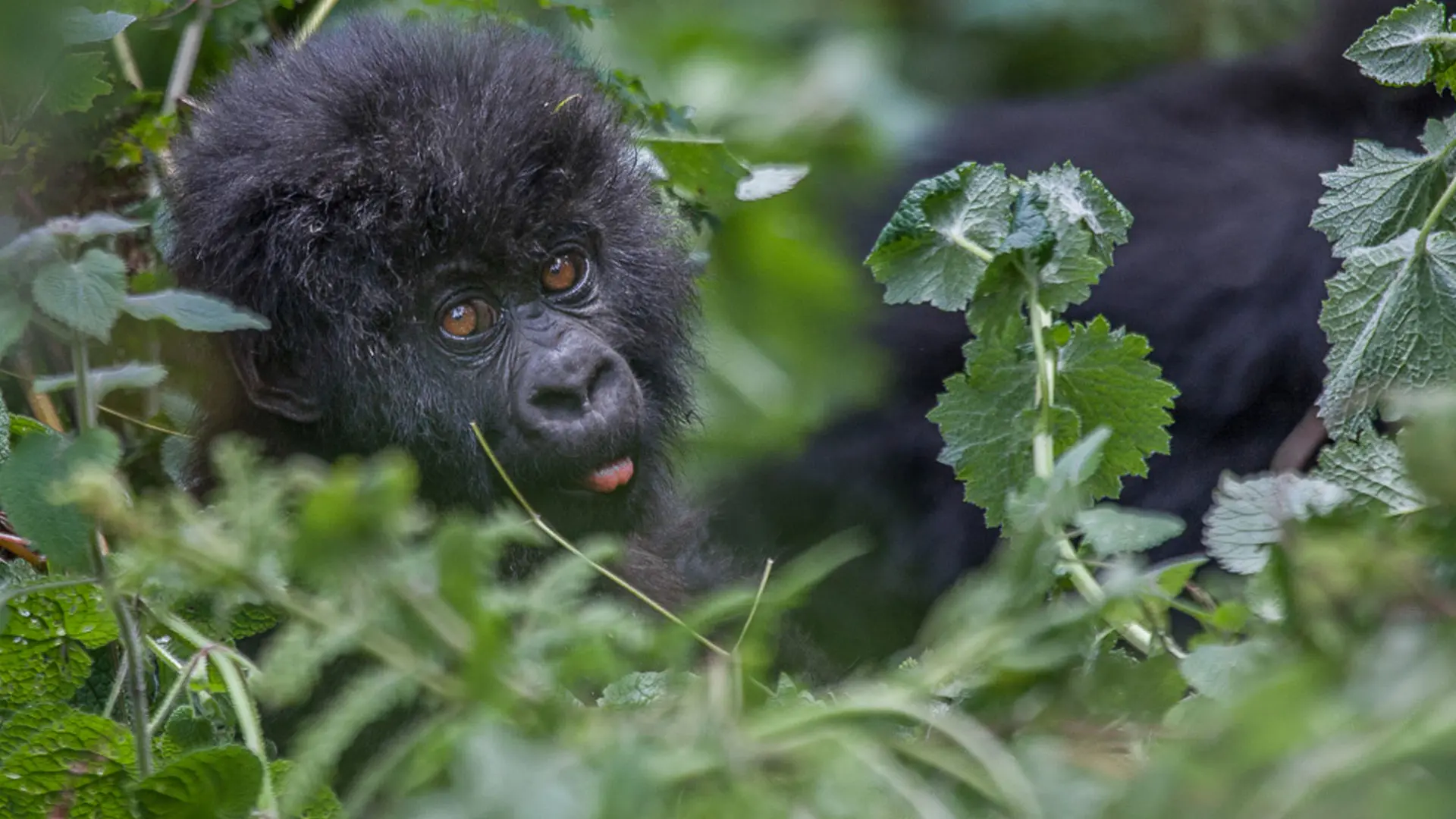 3 Days Fly-in Uganda Gorilla Trekking From Masai Mara