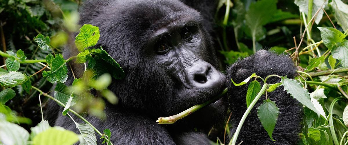 Why Trek Gorillas in Rwanda and Uganda on the Same Safari?
