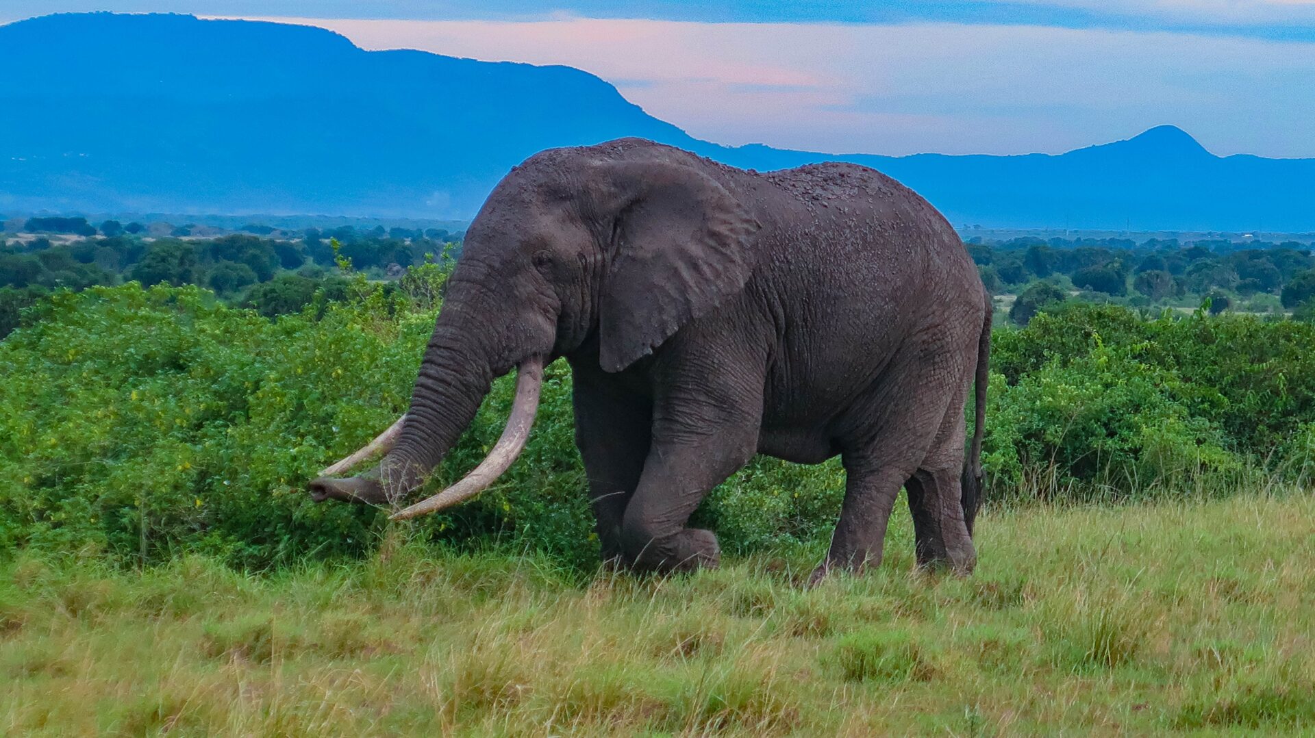 Safari wildlife scene