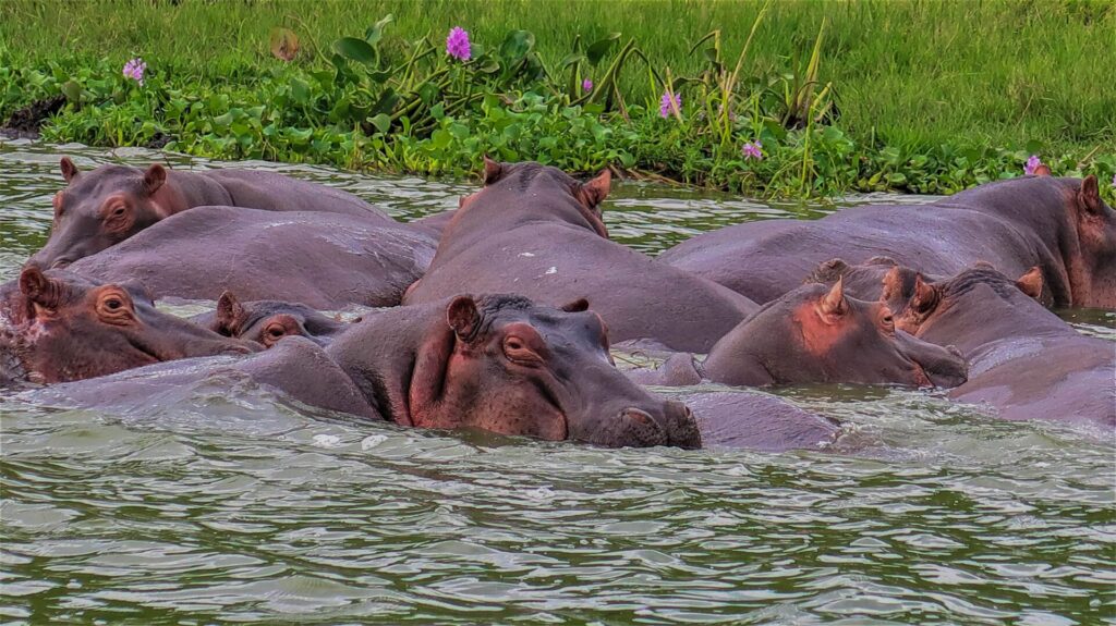 Best Budget Lodges in Queen Elizabeth National Park