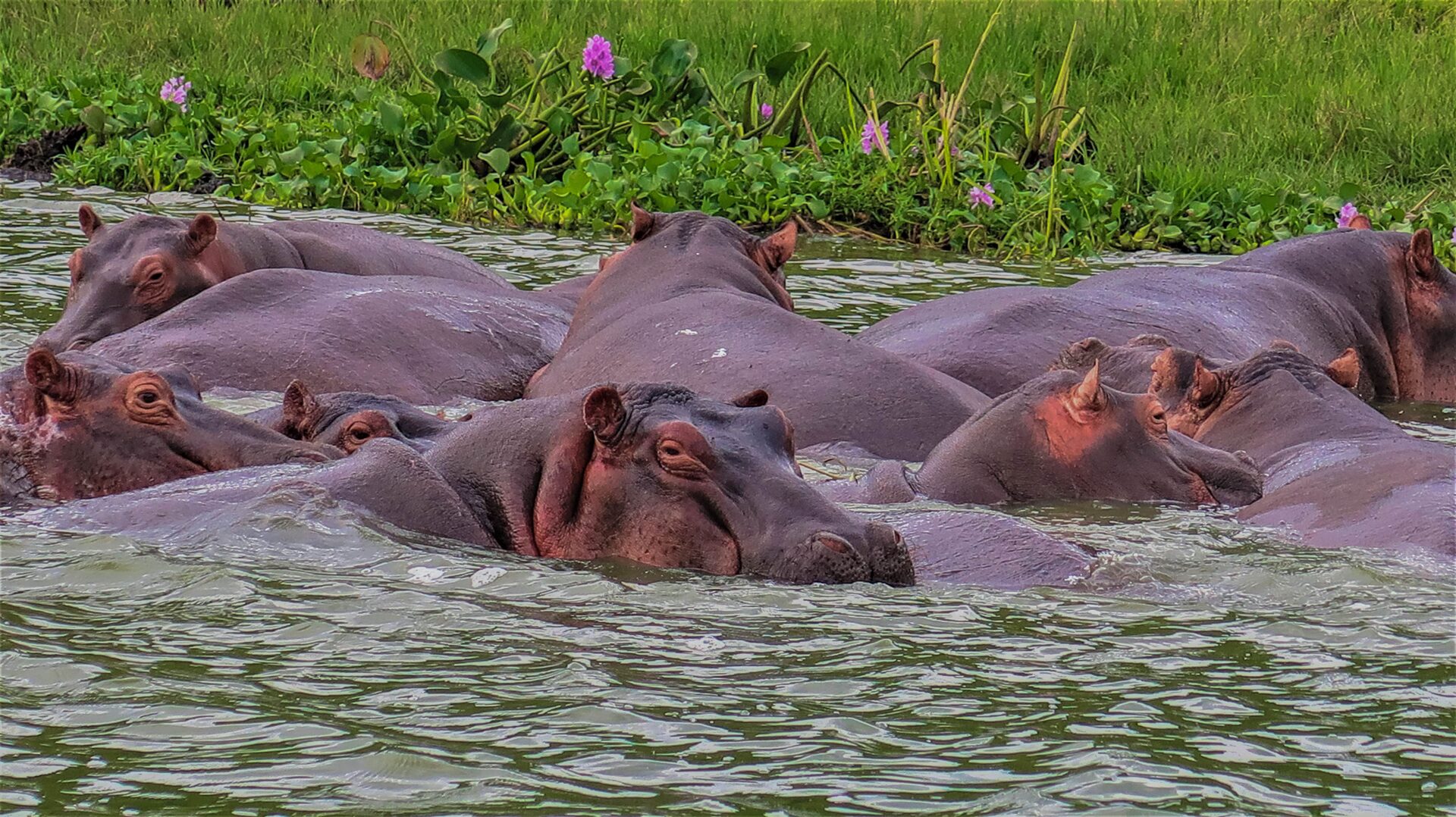 12 Days Ultimate Uganda Safari