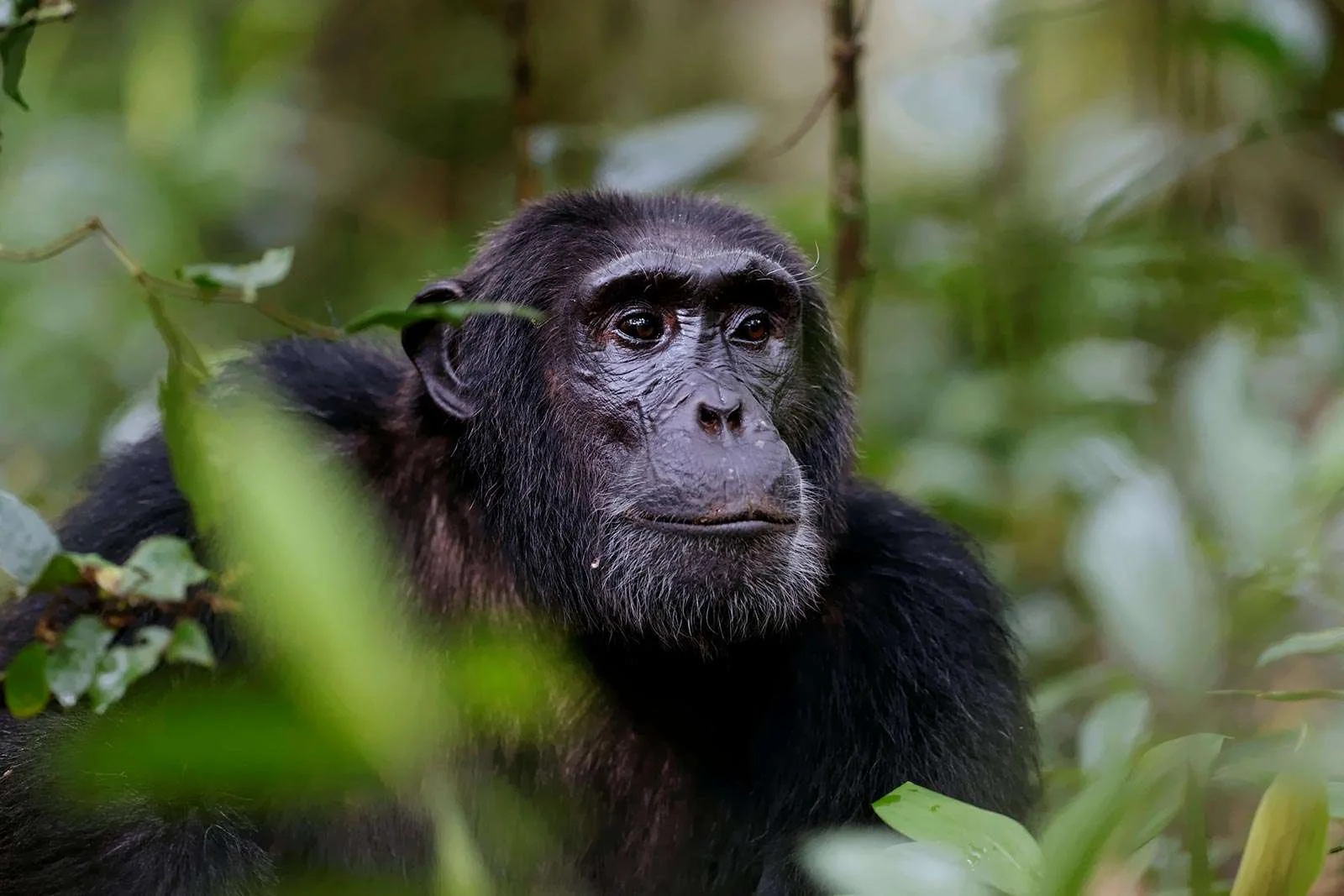 Kalinzu Forest Reserve Chimpanzee Trekking Permit (2026–2030)
