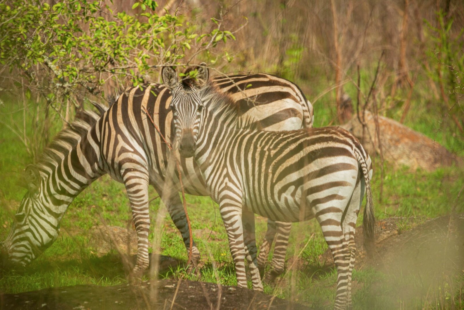 Swedish Speaking Guides on Uganda and Rwanda Safari supporting wildlife adventures in Lake Mburo National Park