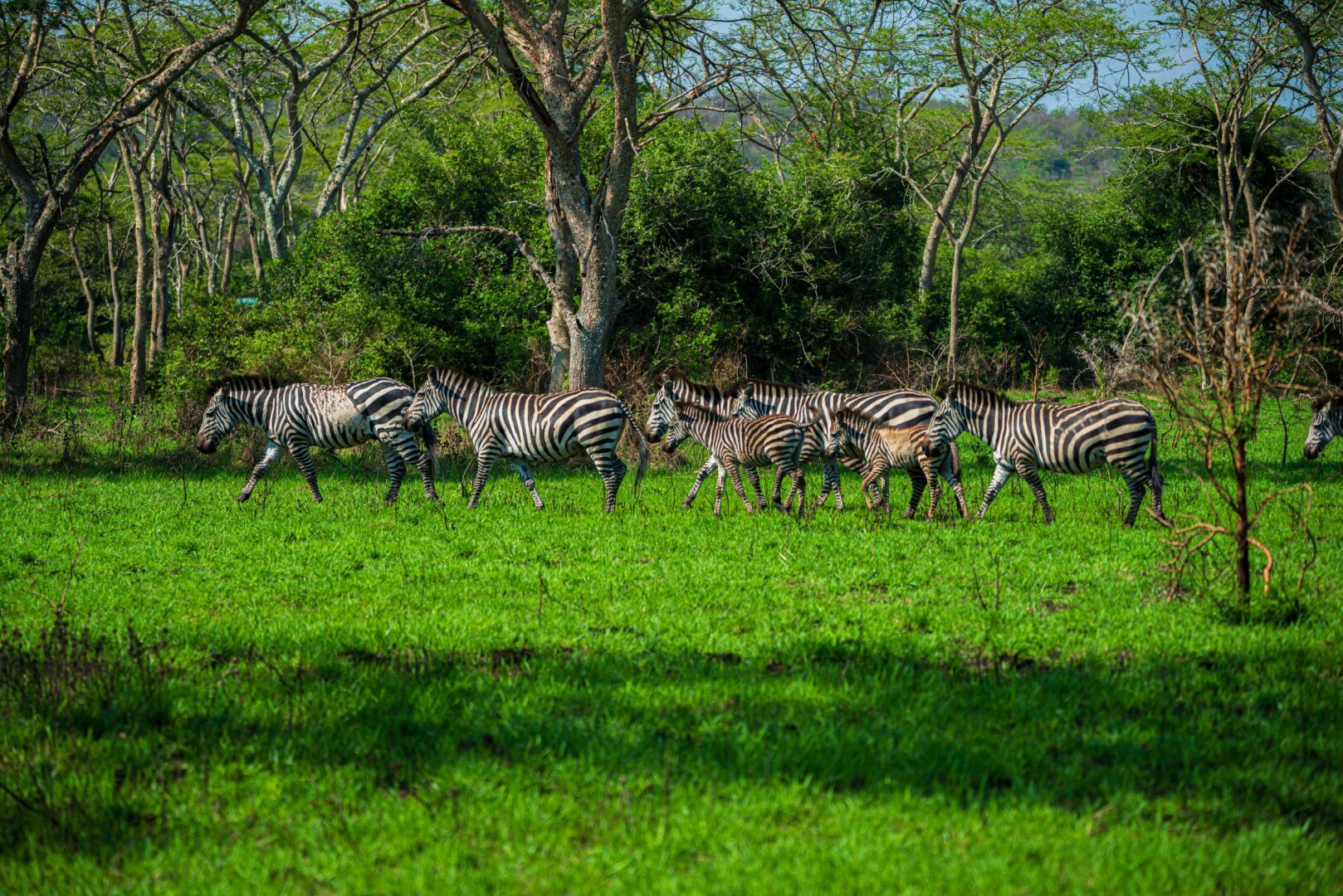 Plan Lake Mburo National Park Tours with Confidence

