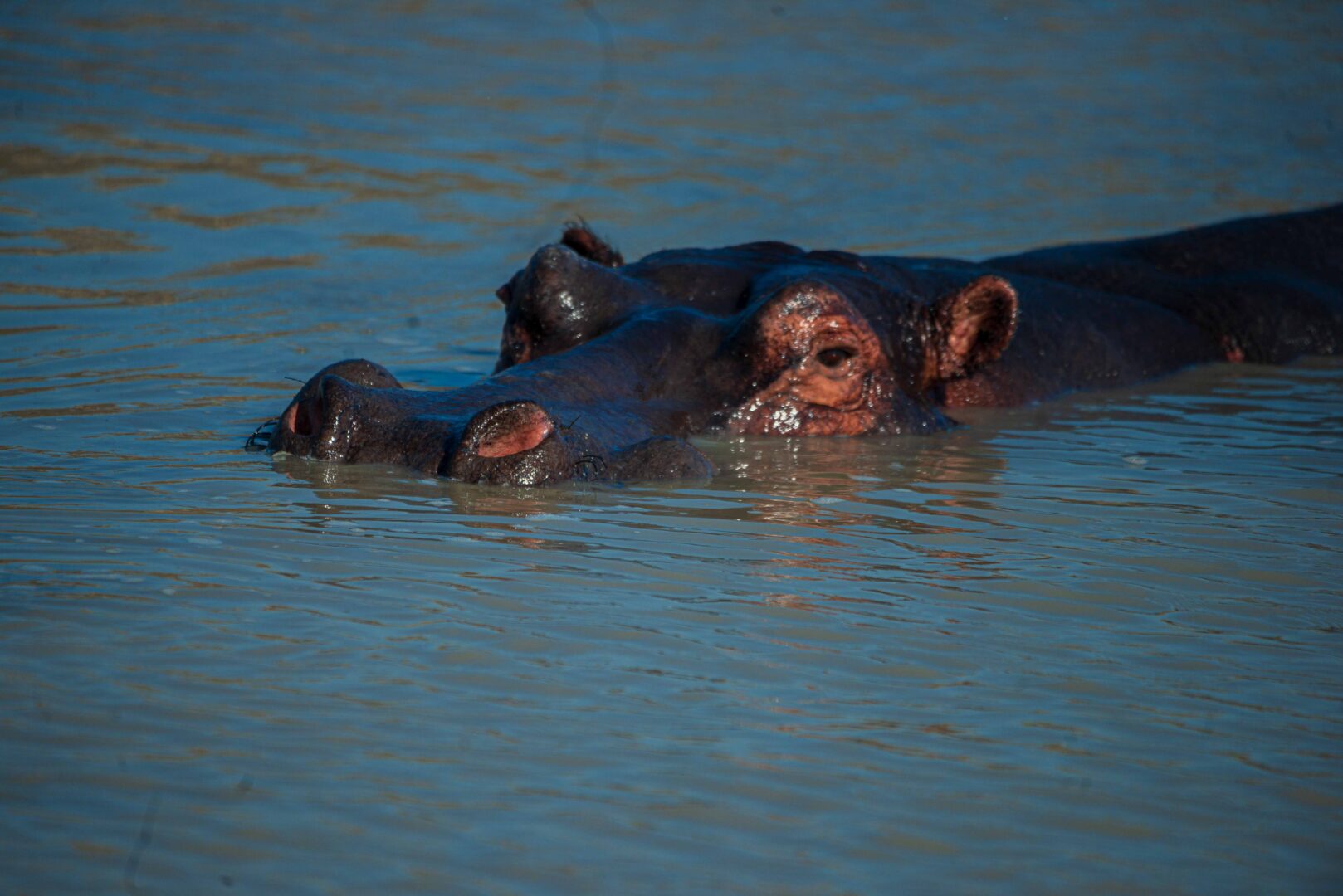 6 Days Lake Mburo, Queen Elizabeth and Kibale chimps