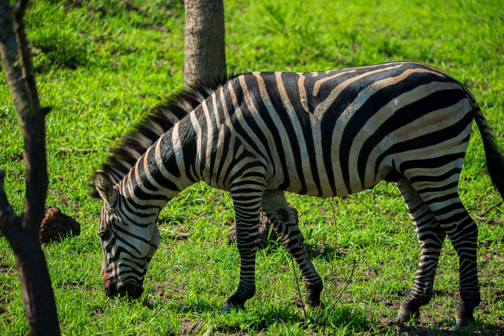 3 Days Lake Mburo National Park Tours