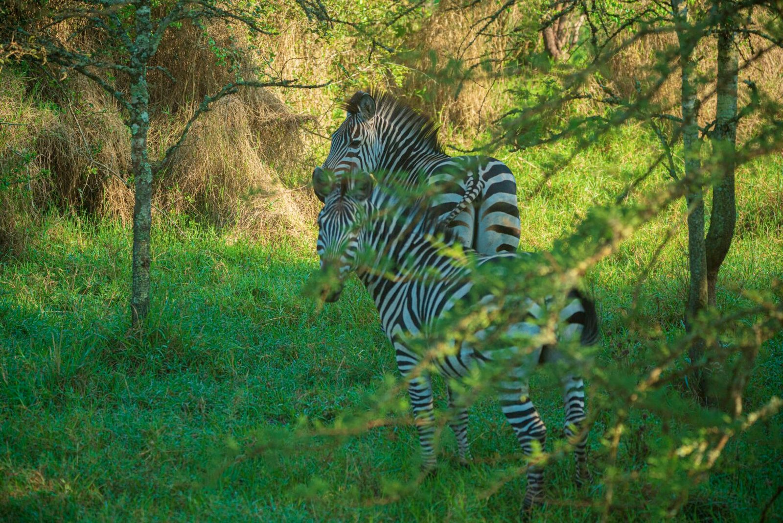 Uganda Wildlife