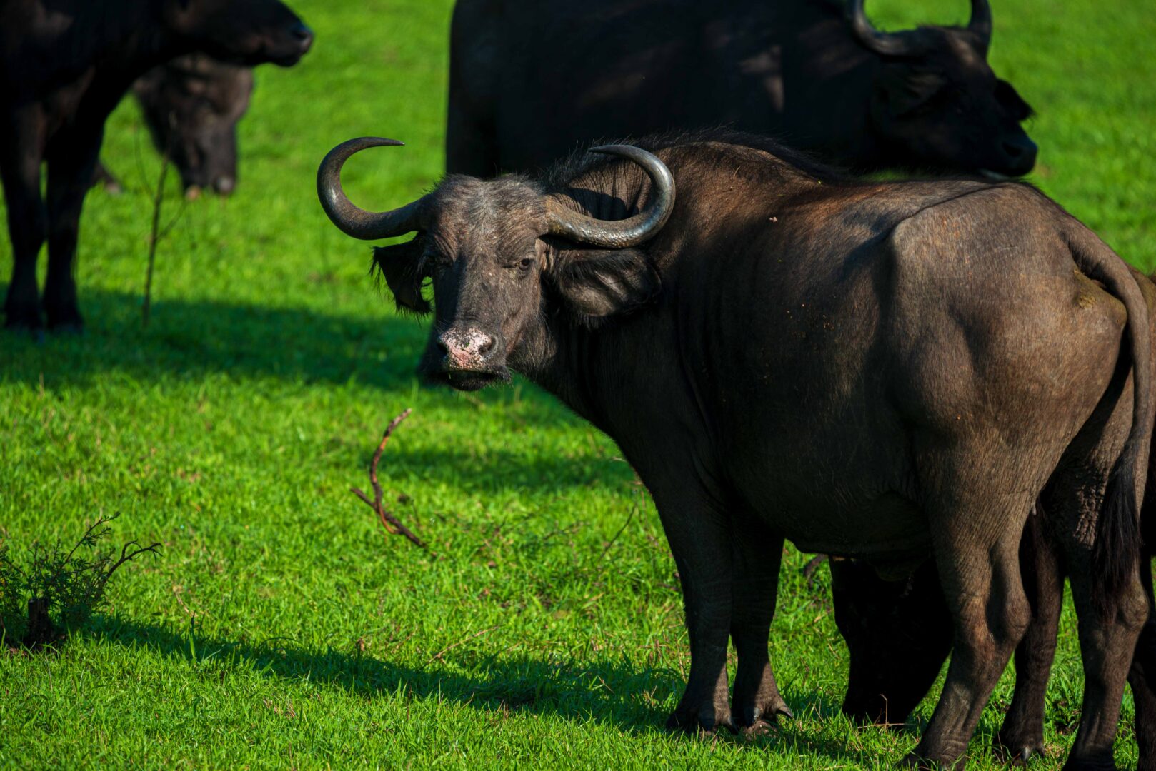 5 Days Big Five Safari Uganda