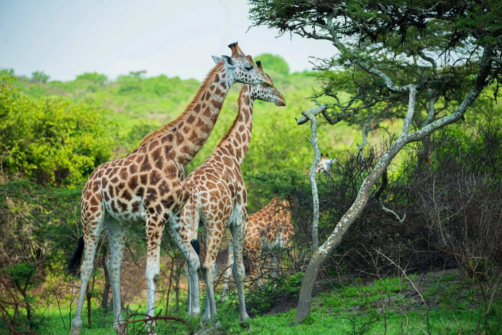 Lake Mburo National Park giraffes