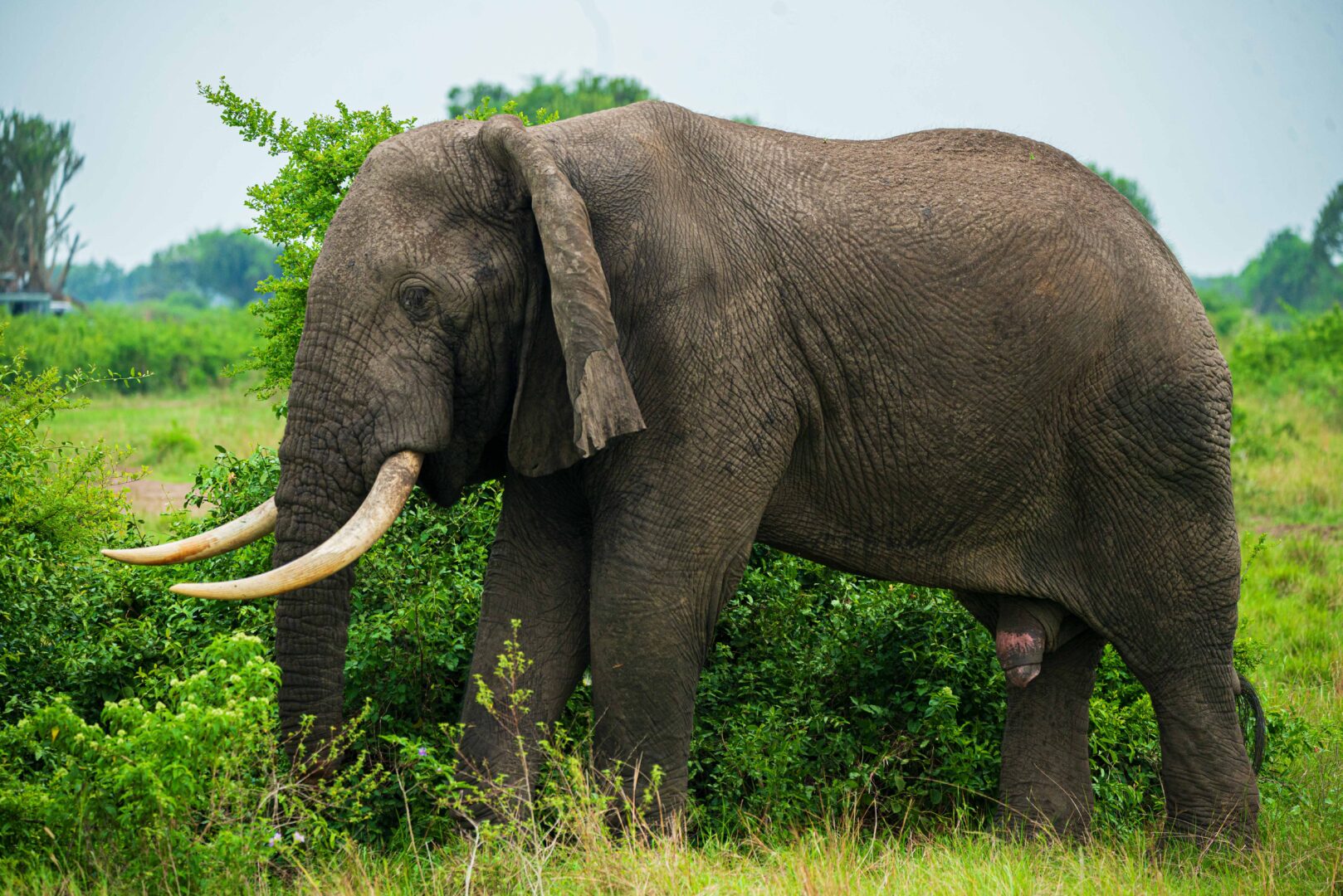 2 Days Big Five Safari Uganda