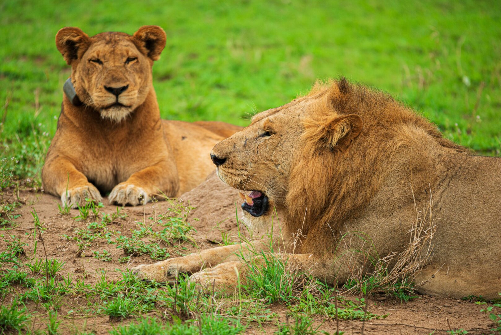 Safari wildlife encounter