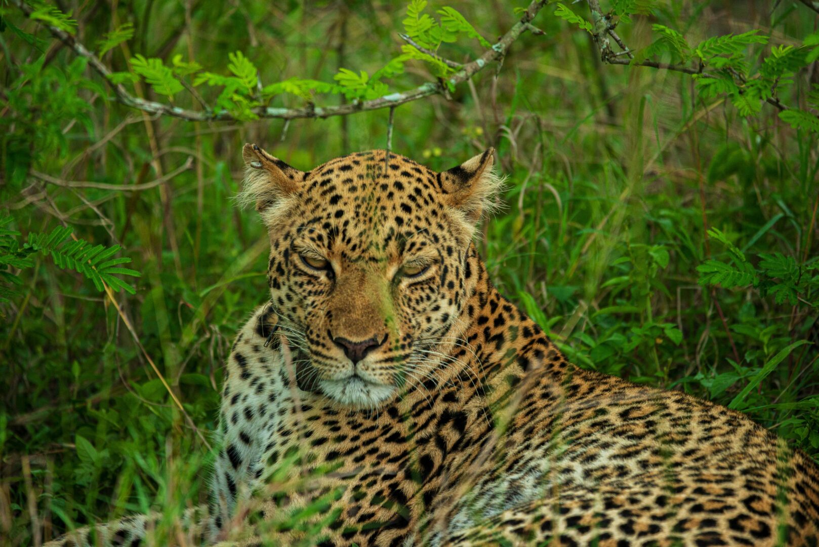 3 Days Big Five Safari Murchison Falls