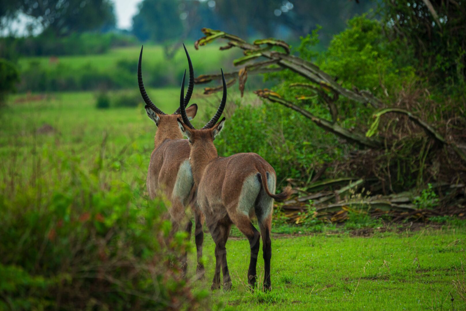 Common Mistakes When Booking Cheap Safaris
