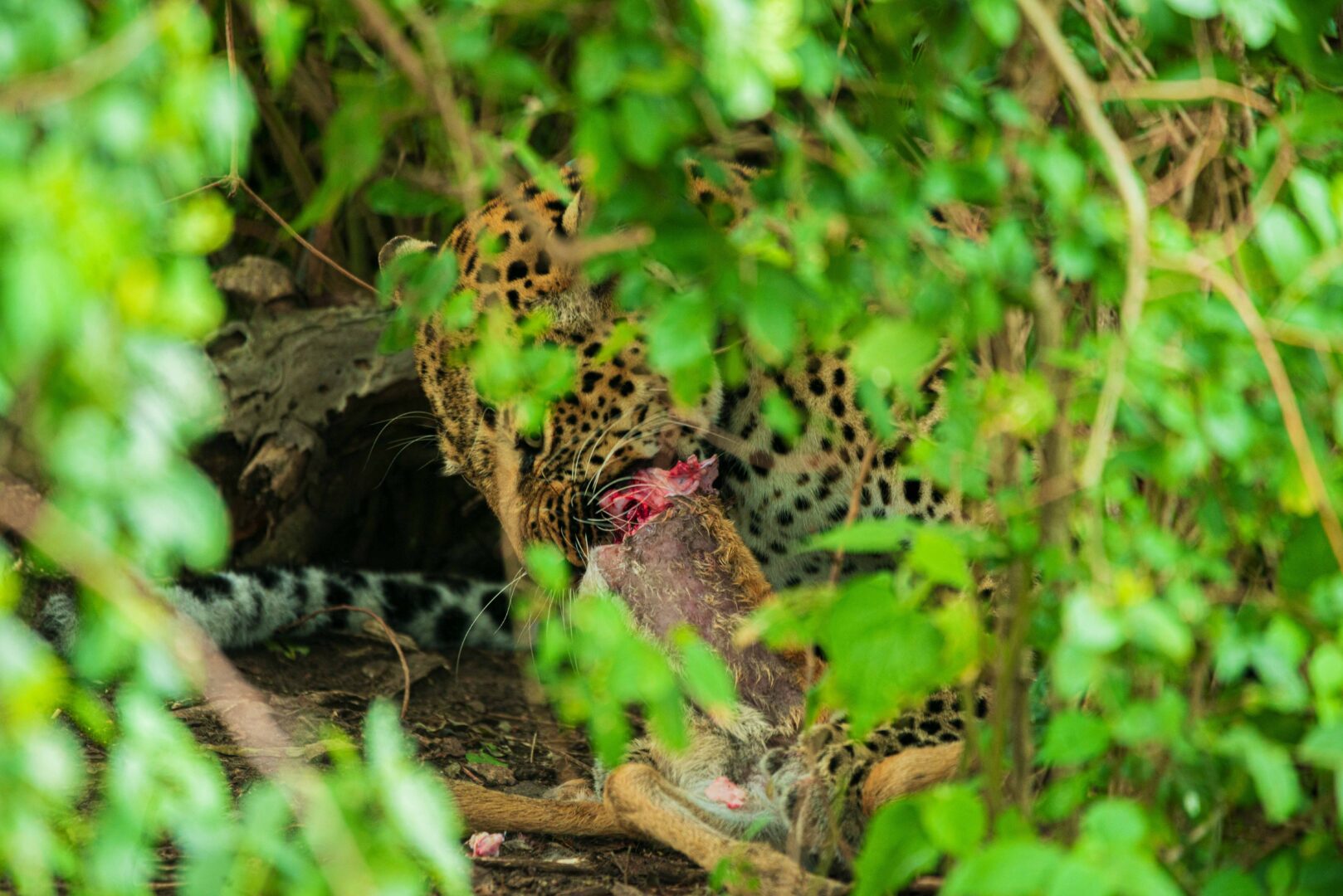 7 Days Big Five & Gorilla Combo Safari