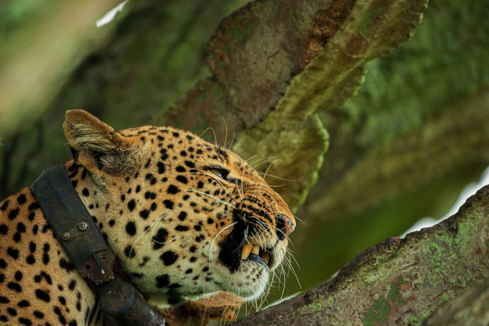 Frequently Asked Questions About Cheap Queen Elizabeth National Park Tours
