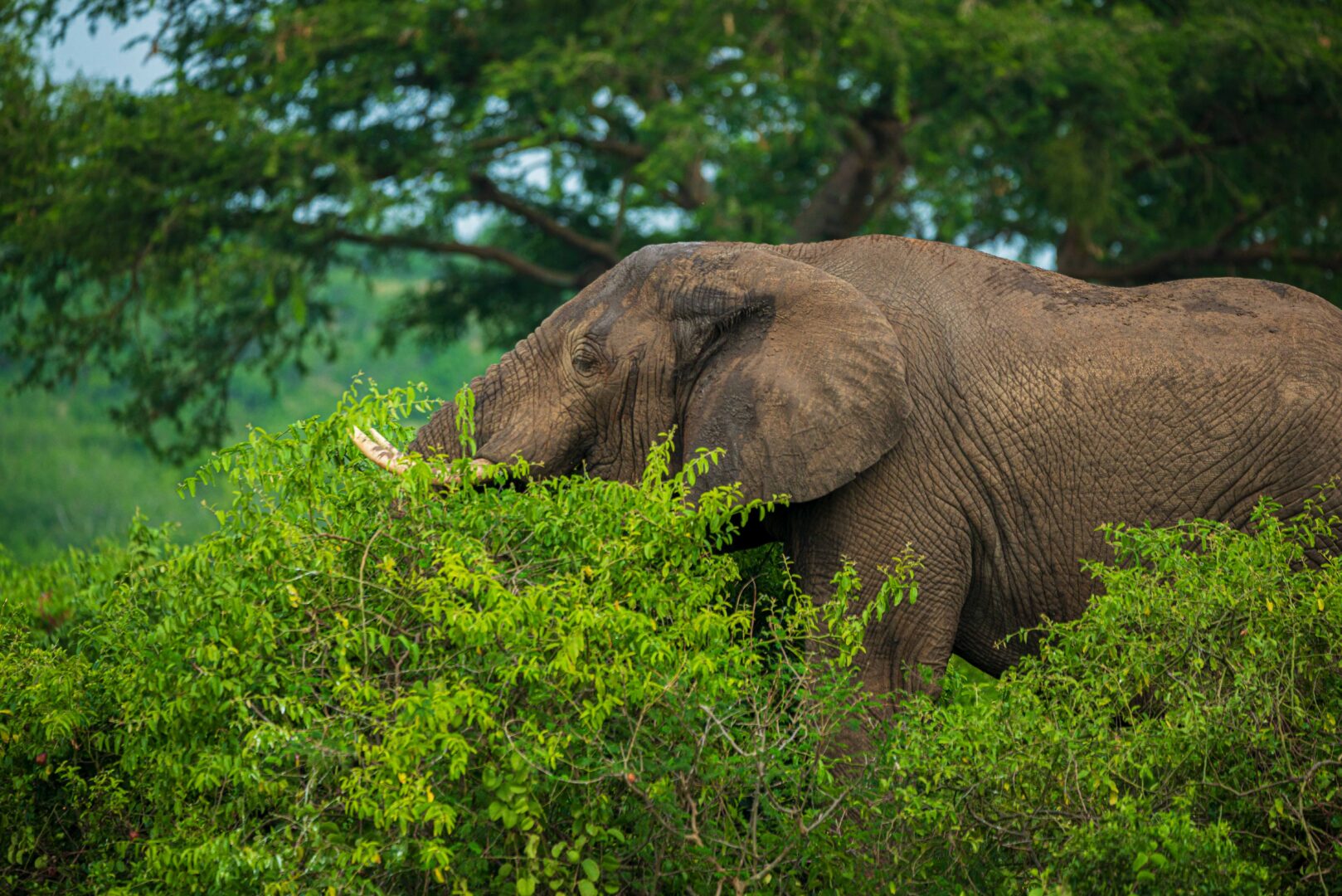Safari wildlife scene