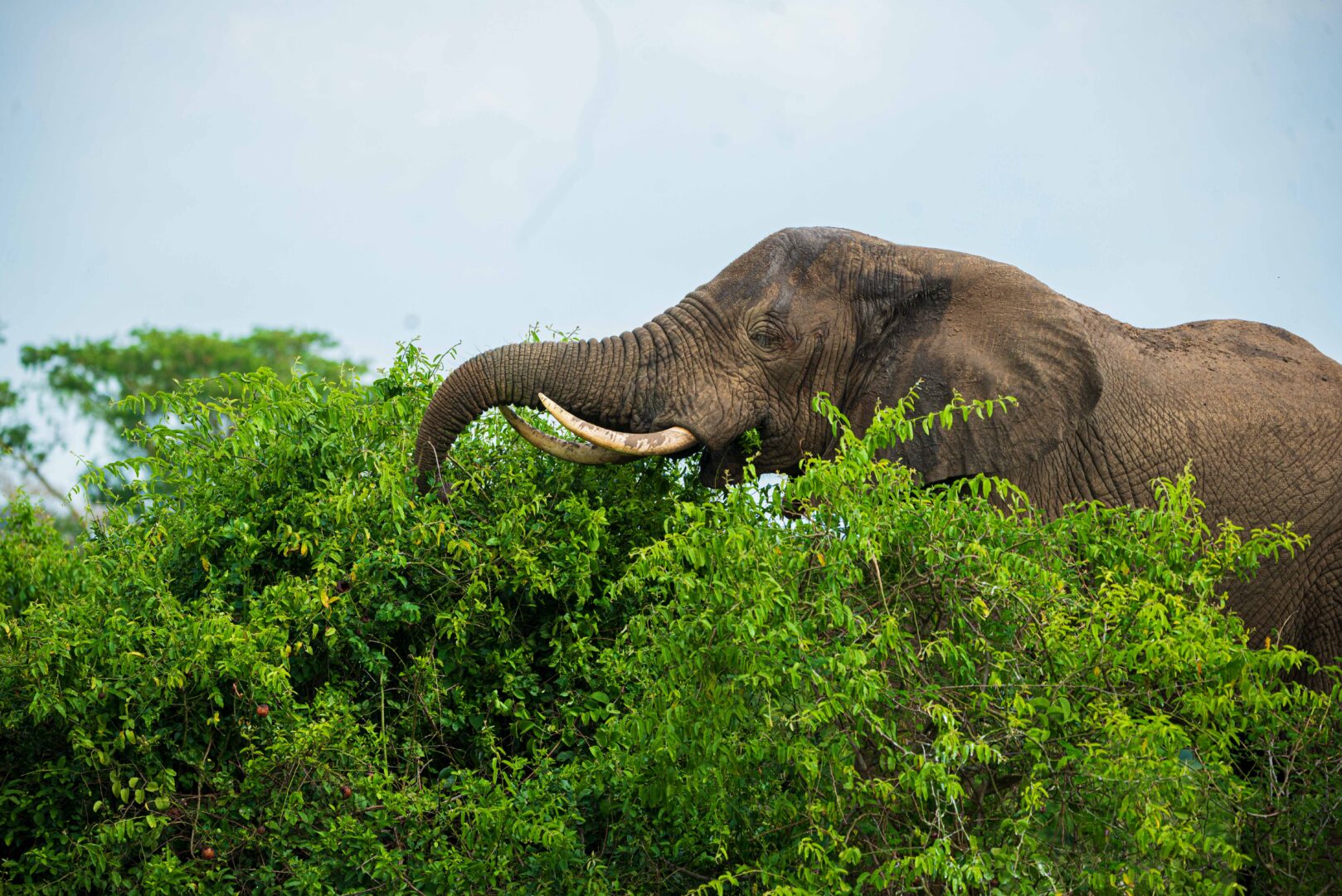 What “Cheap” Really Means in Uganda Safaris-Cheap Queen Elizabeth National Park Tours
