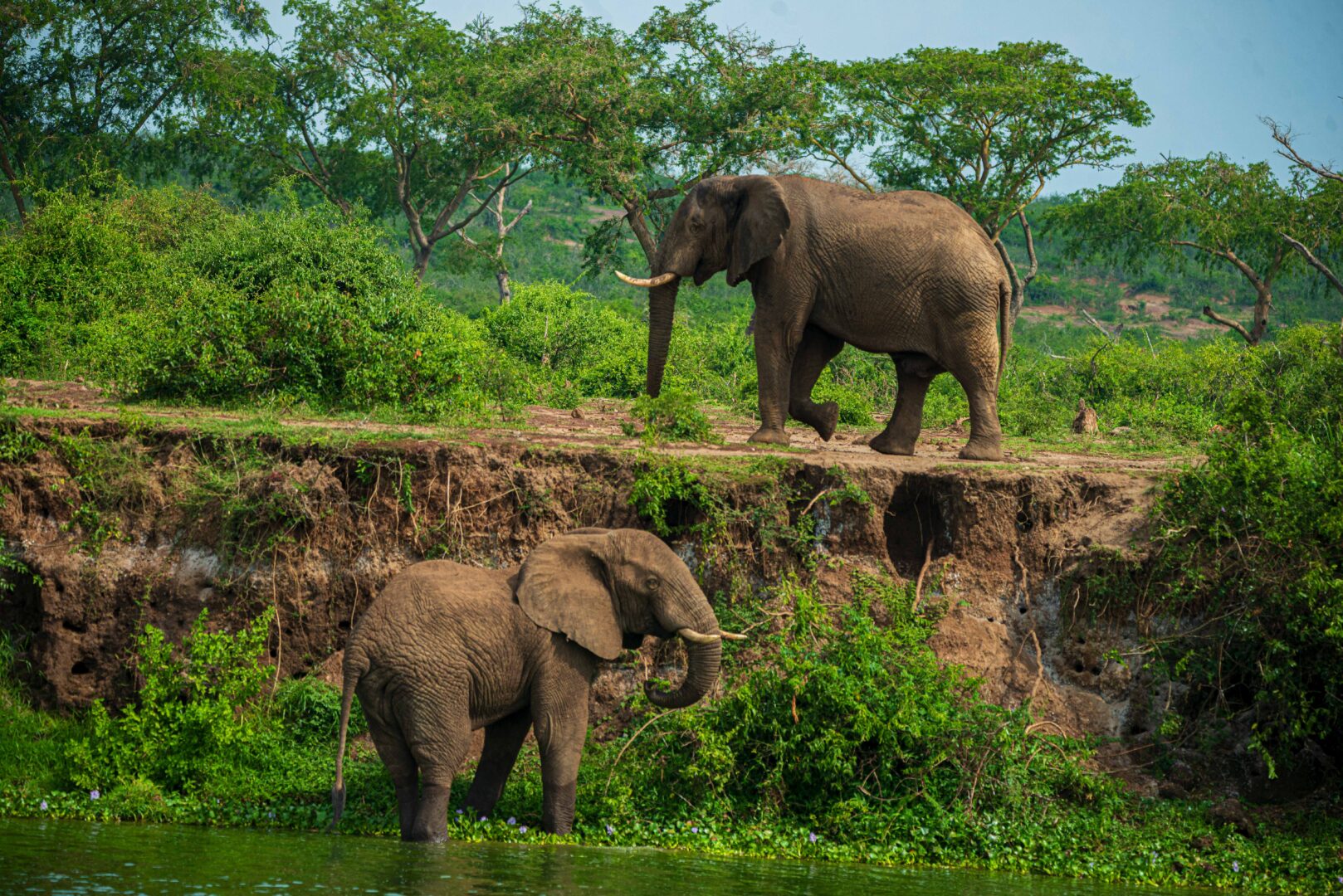 Safari wildlife image
