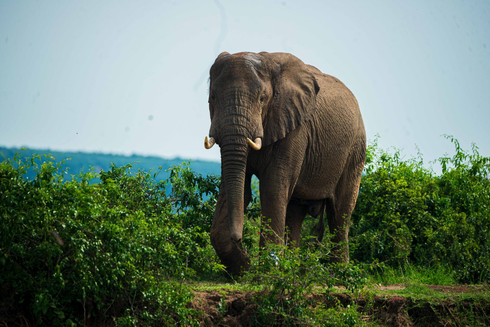 4 Days Big Five Safari Uganda