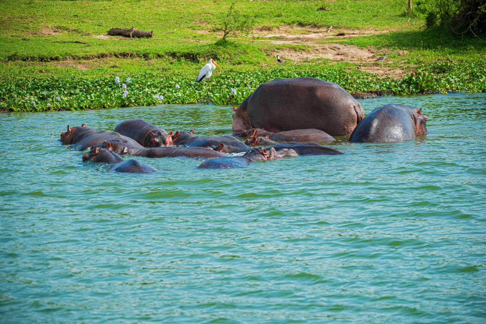 8 Days Safari & Birdwatching