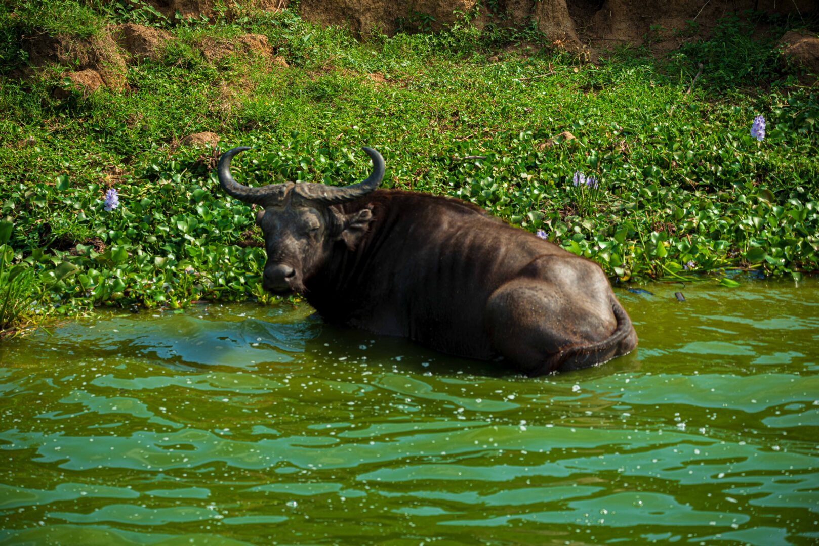 Safari landscape photo