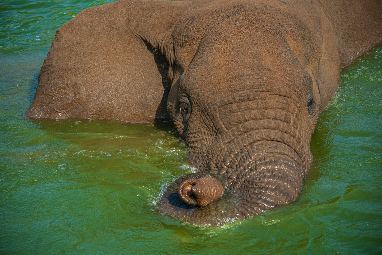 8 Days Uganda Big Five Safari