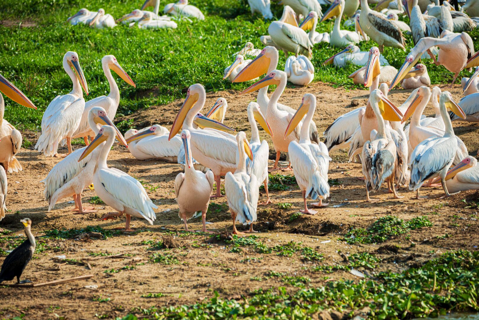 7 Days Full Uganda Safari