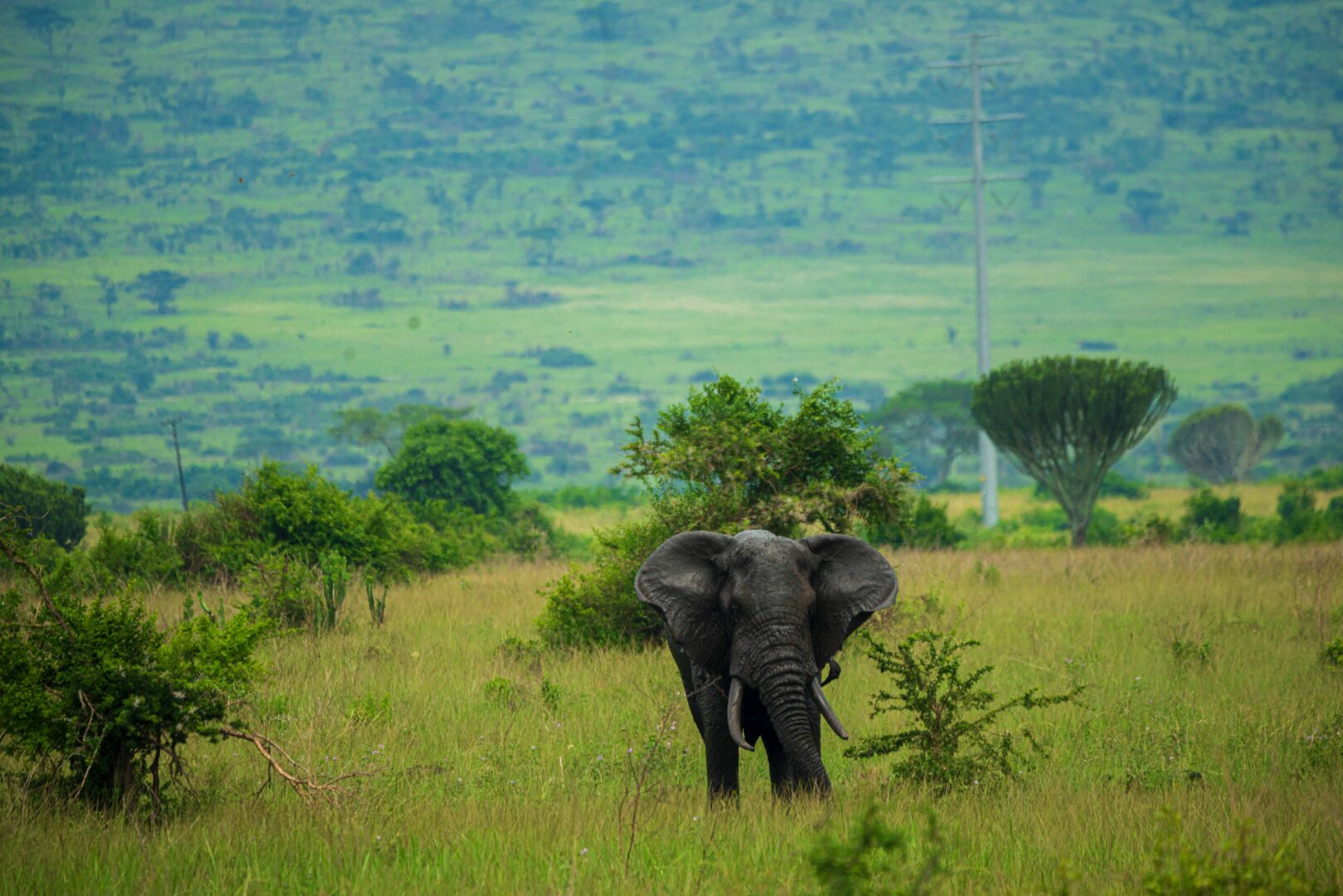 Safari vehicle on game drive