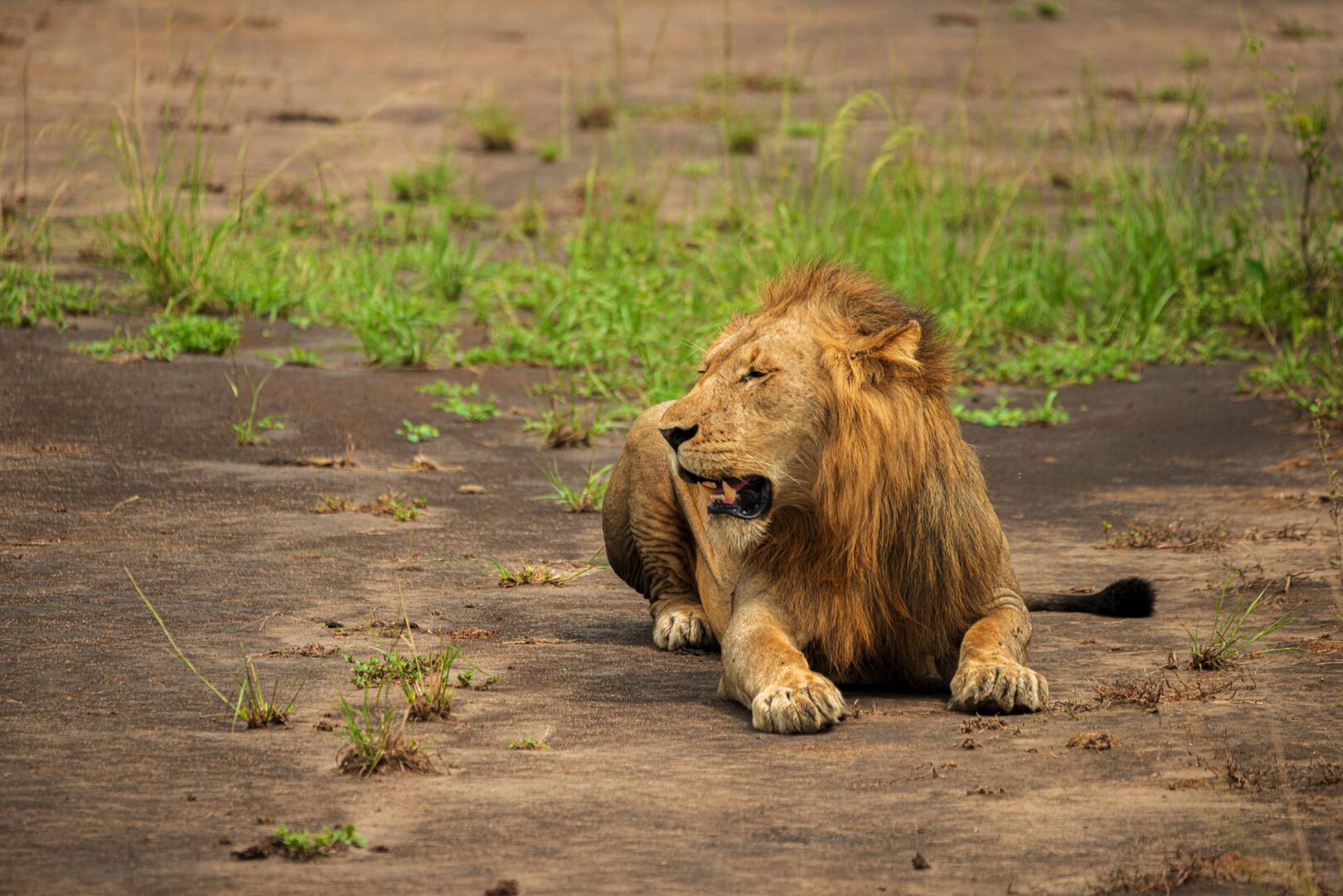 Lake Mburo safari photo