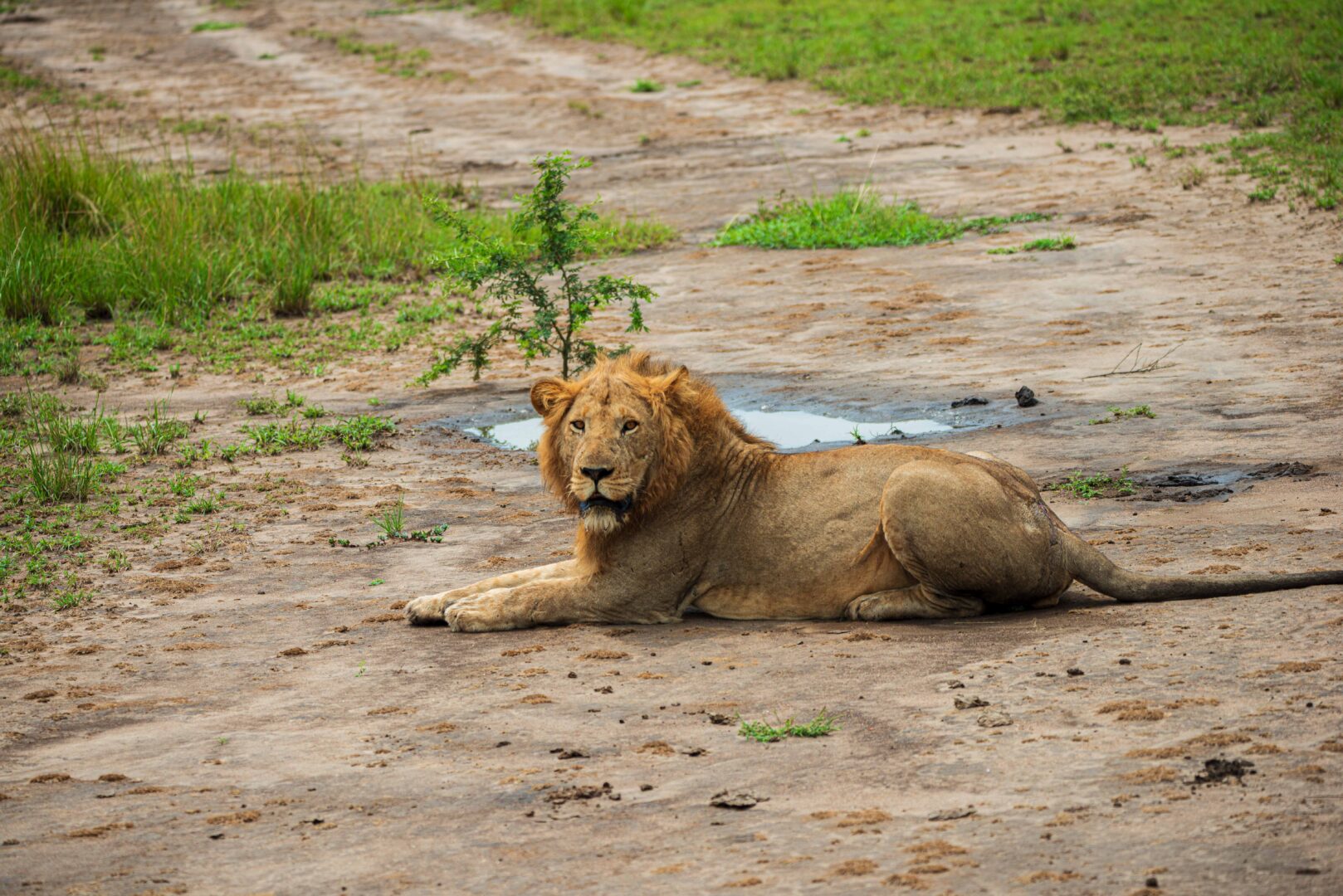 Cost Breakdown of Cheap Queen Elizabeth National Park Tours (2026–2030)
