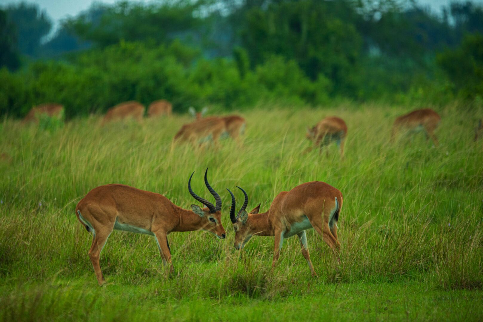Uganda savannah wildlife safari game drive experience