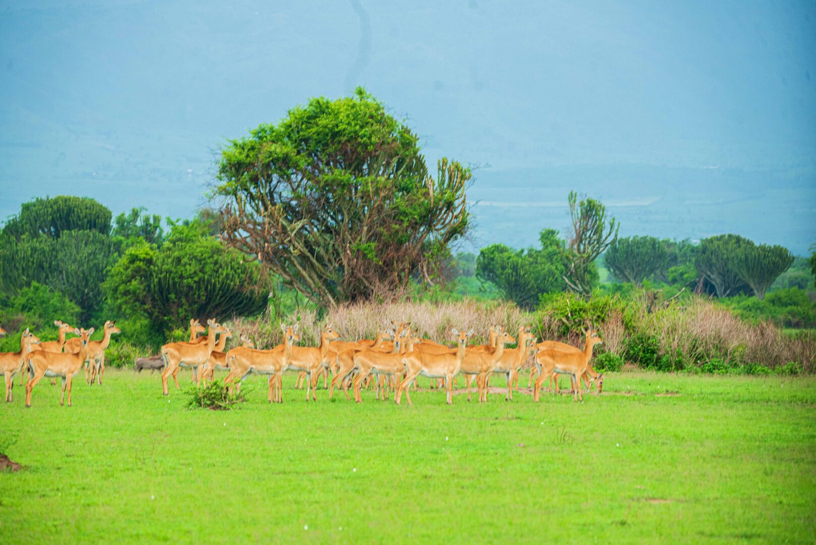 Who Should Choose Cheap Queen Elizabeth National Park Safaris?
